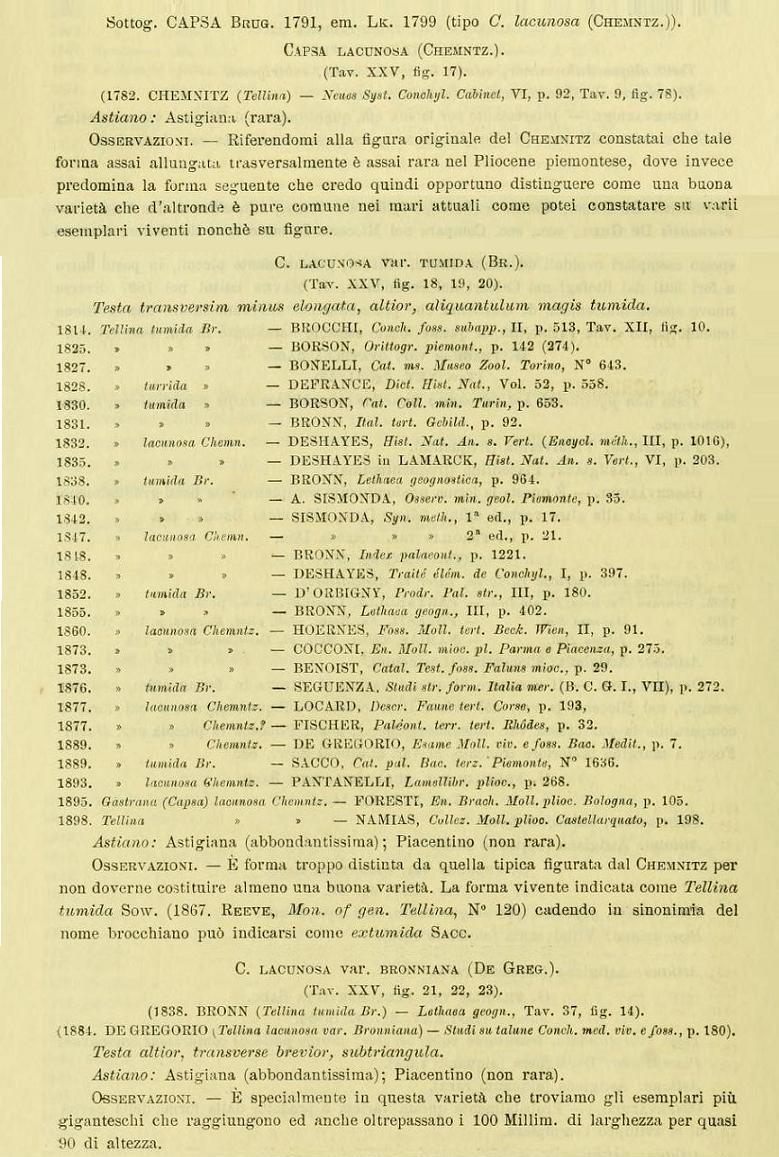 Leporimetis lacunosa ? aa. (NON Chem., 1782) Pliocene - Asti
